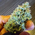 thumb of Triangle Kush by WeedSeedsExpress grown by spyder